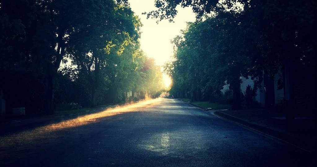 Morning sunlight through trees
