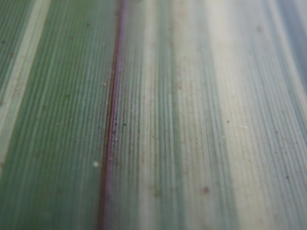 Leaf macro