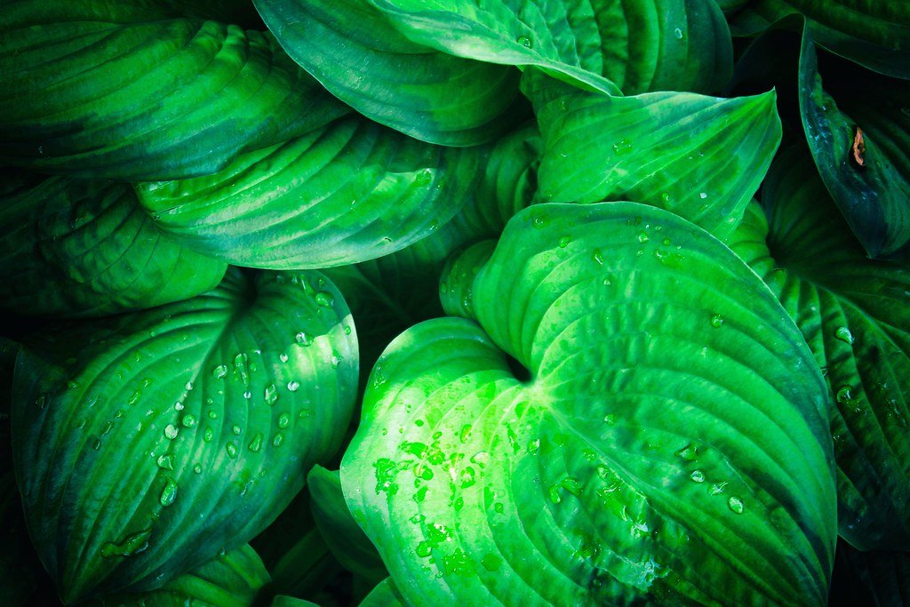 Green leaves