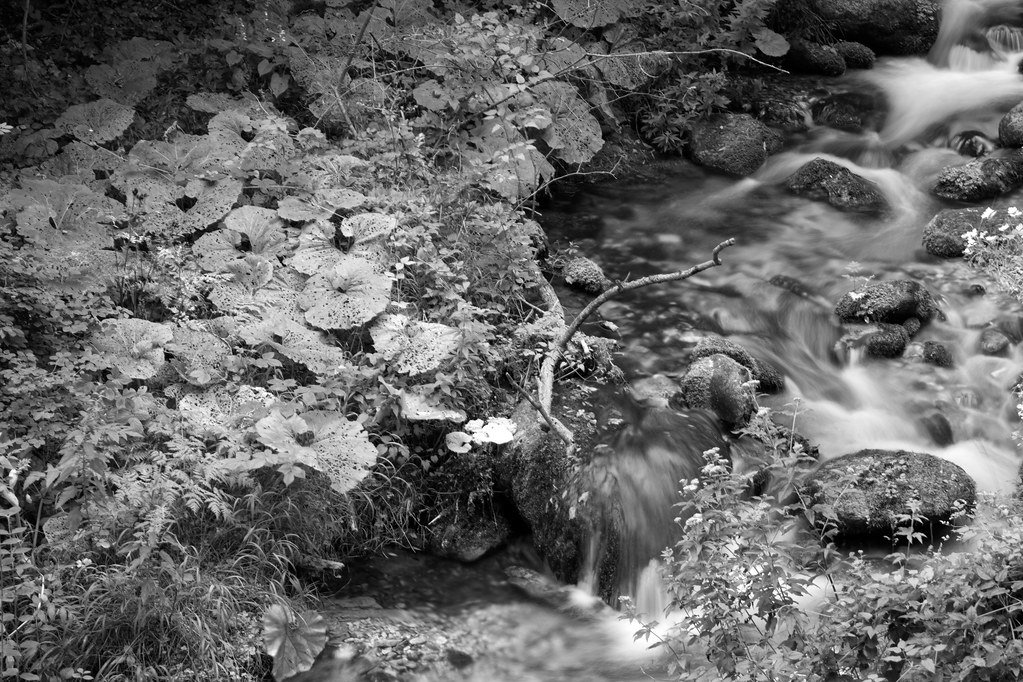 Forest stream at evening