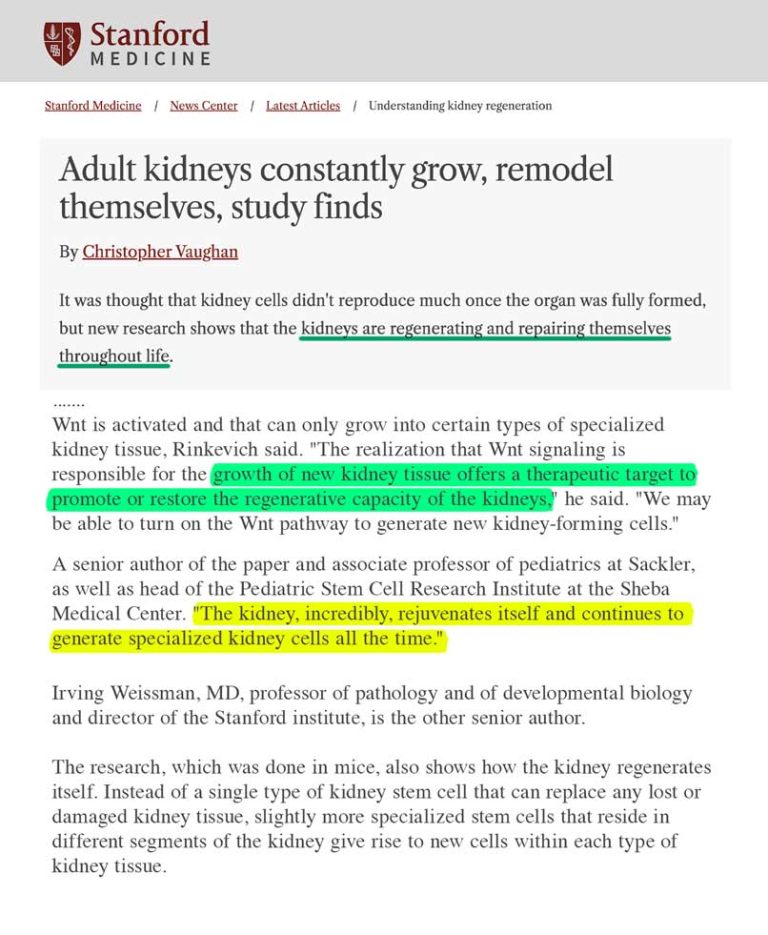 Adult kidneys constantly grow, remodel themselves, study finds